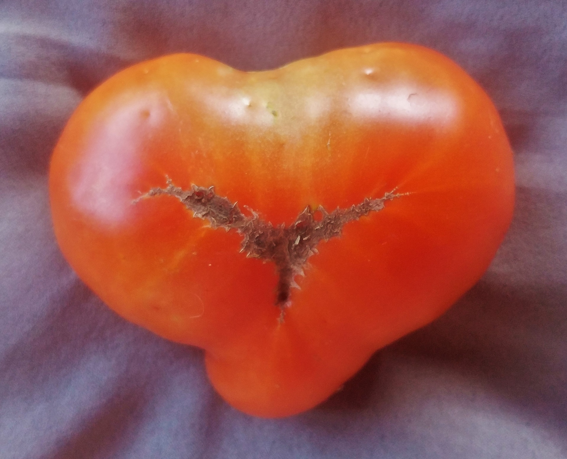 Heart-shaped Tomato
